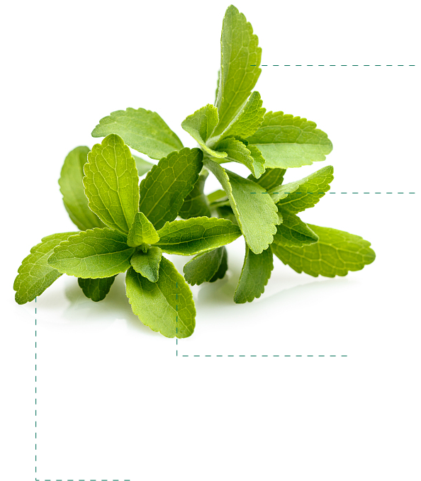Natural sweeteners stevia
