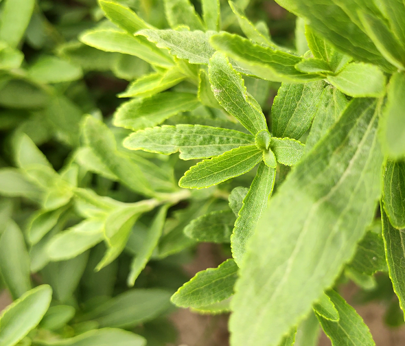 Stevia planting.jpg