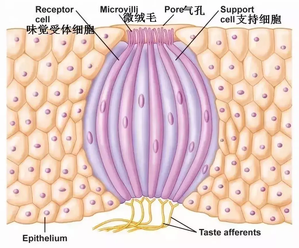 Stevia taste of biology.png