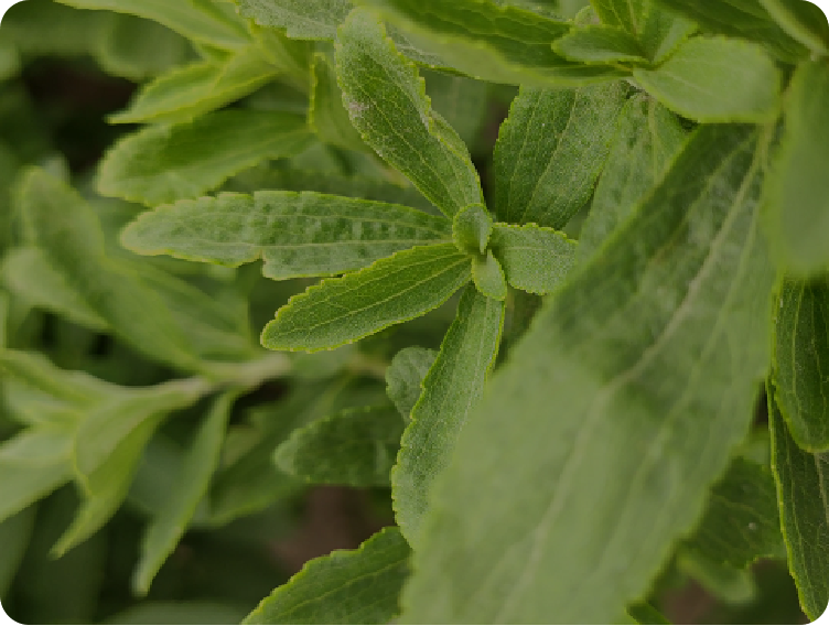 Does stevia taste good.png