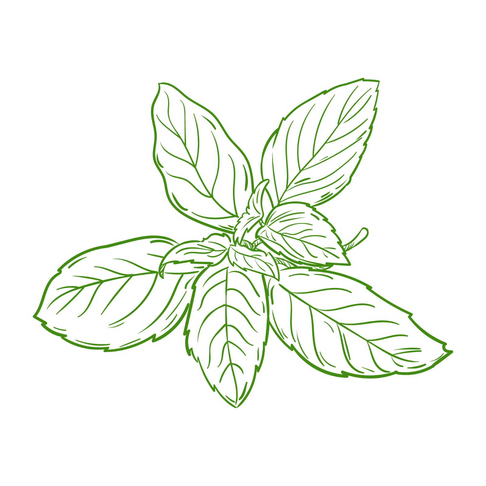 stevia hand draw.jpg stevia hand draw.jpg