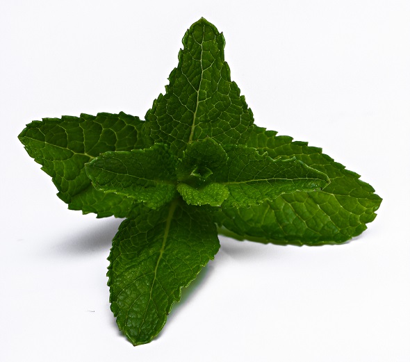 stevia image.jpg stevia image.jpg