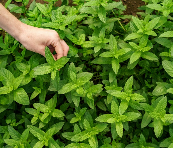 hand-touching-fresh-organic-stevia.jpg