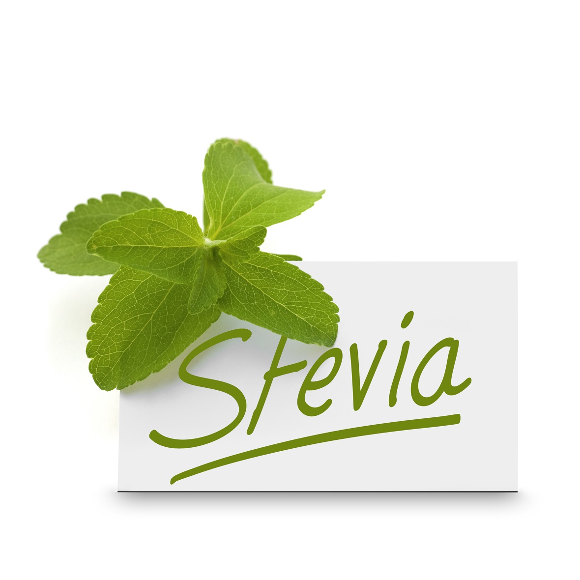 stevia.jpg stevia.jpg