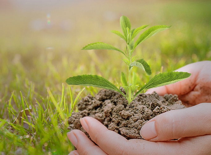 self-cultivation stevia.jpg self-cultivation stevia.jpg